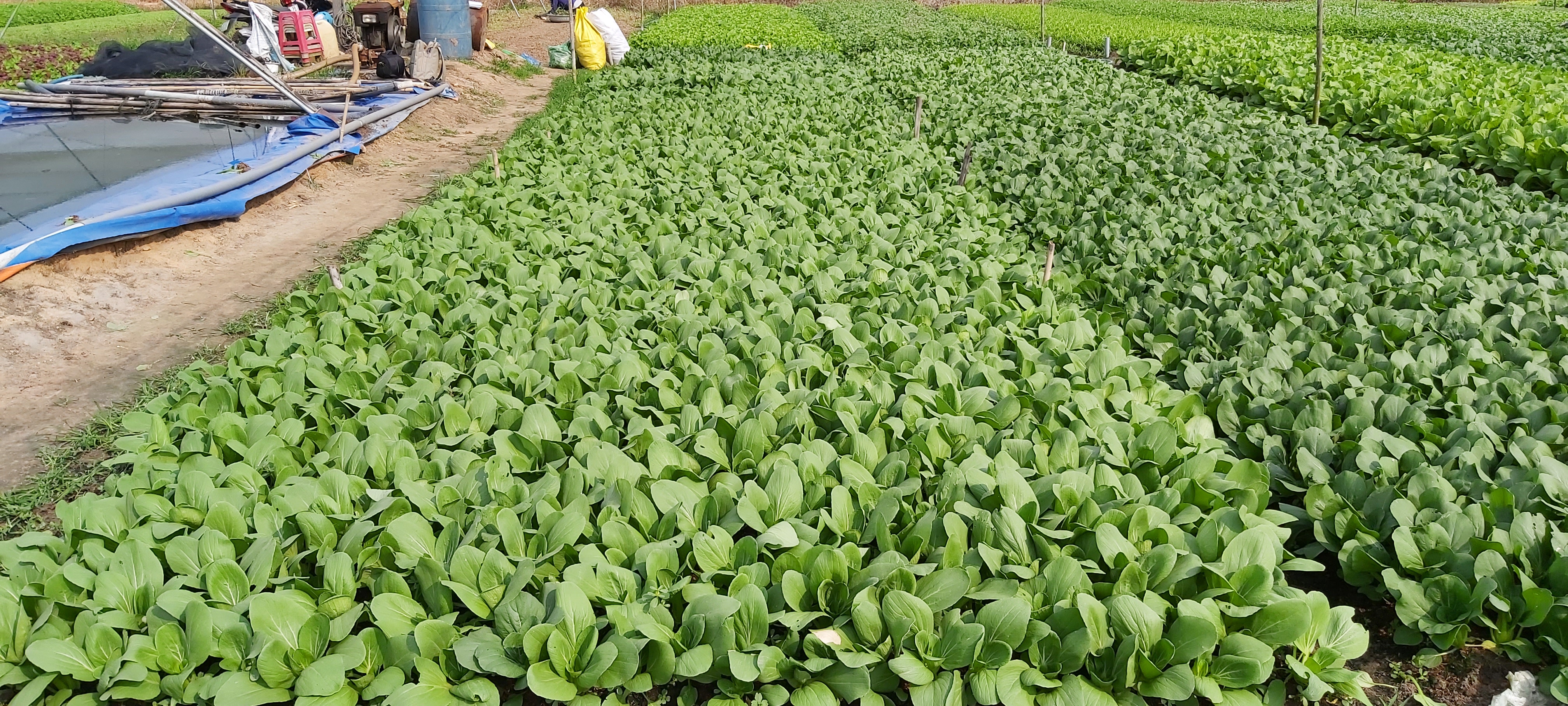 GIỐNG CẢI THÌA  - SUPER GREEN F1