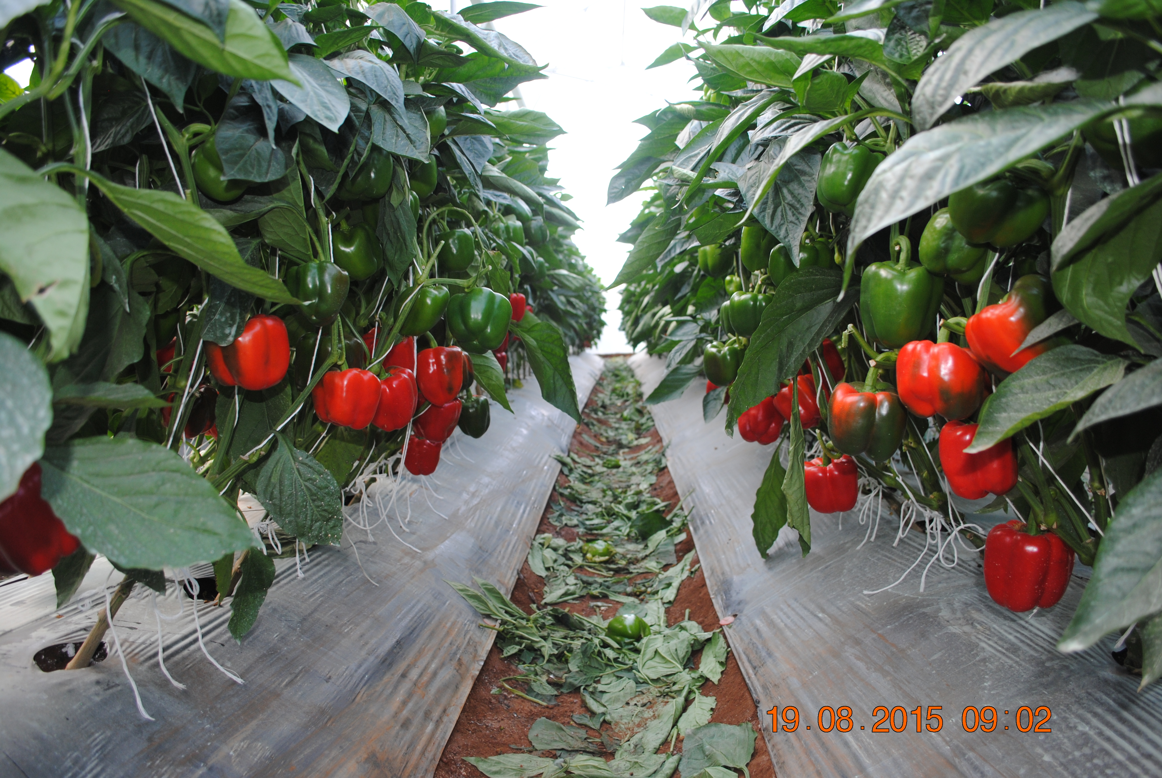 GIỐNG ỚT NGỌT  HÀ LAN - GP 03 F1