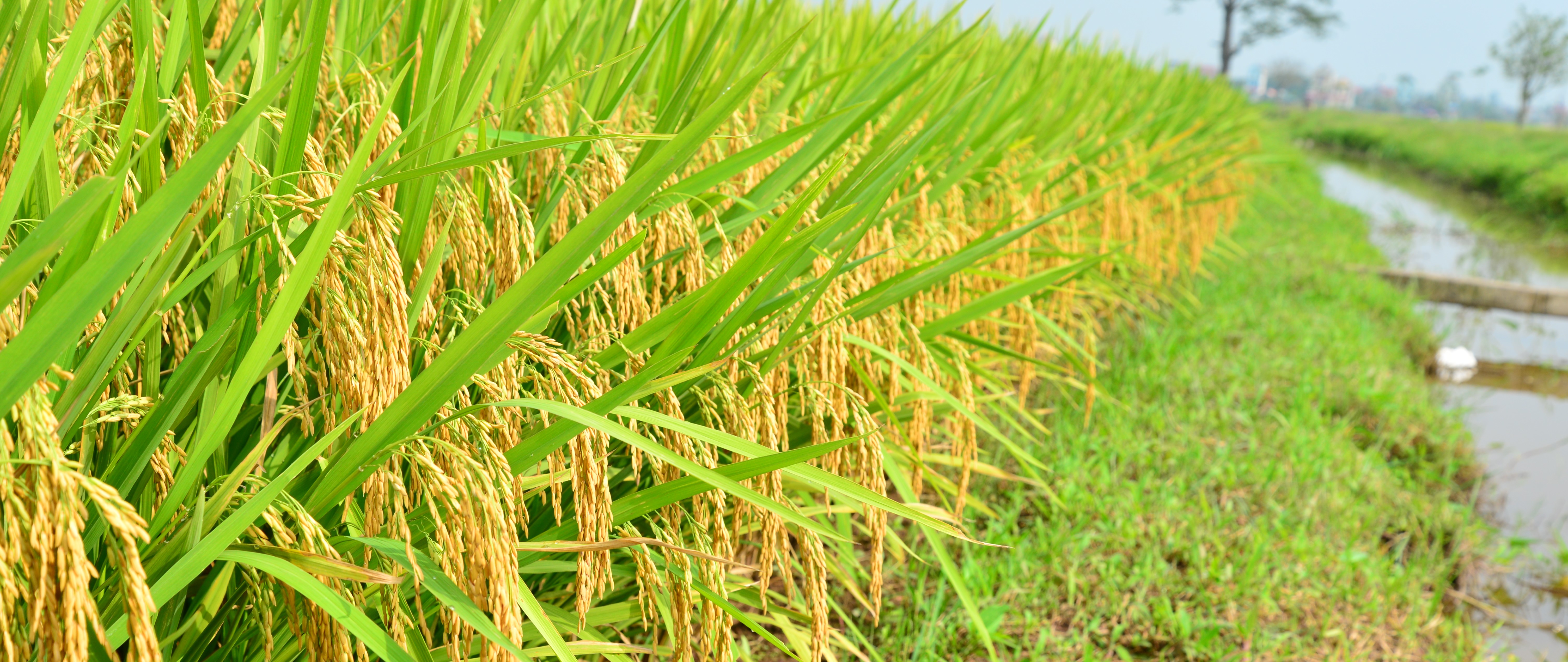 GIỐNG LÚA LAI  - YGH 1603 F1