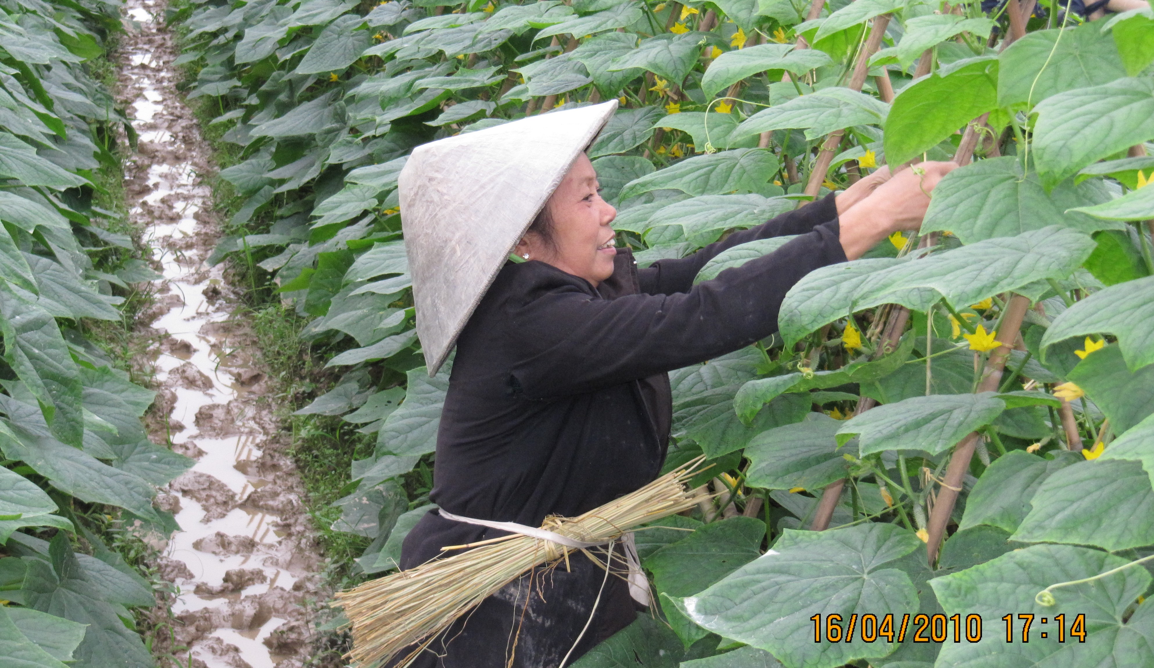 GIỐNG DƯA LEO -MÙA VÀNG 914 F1