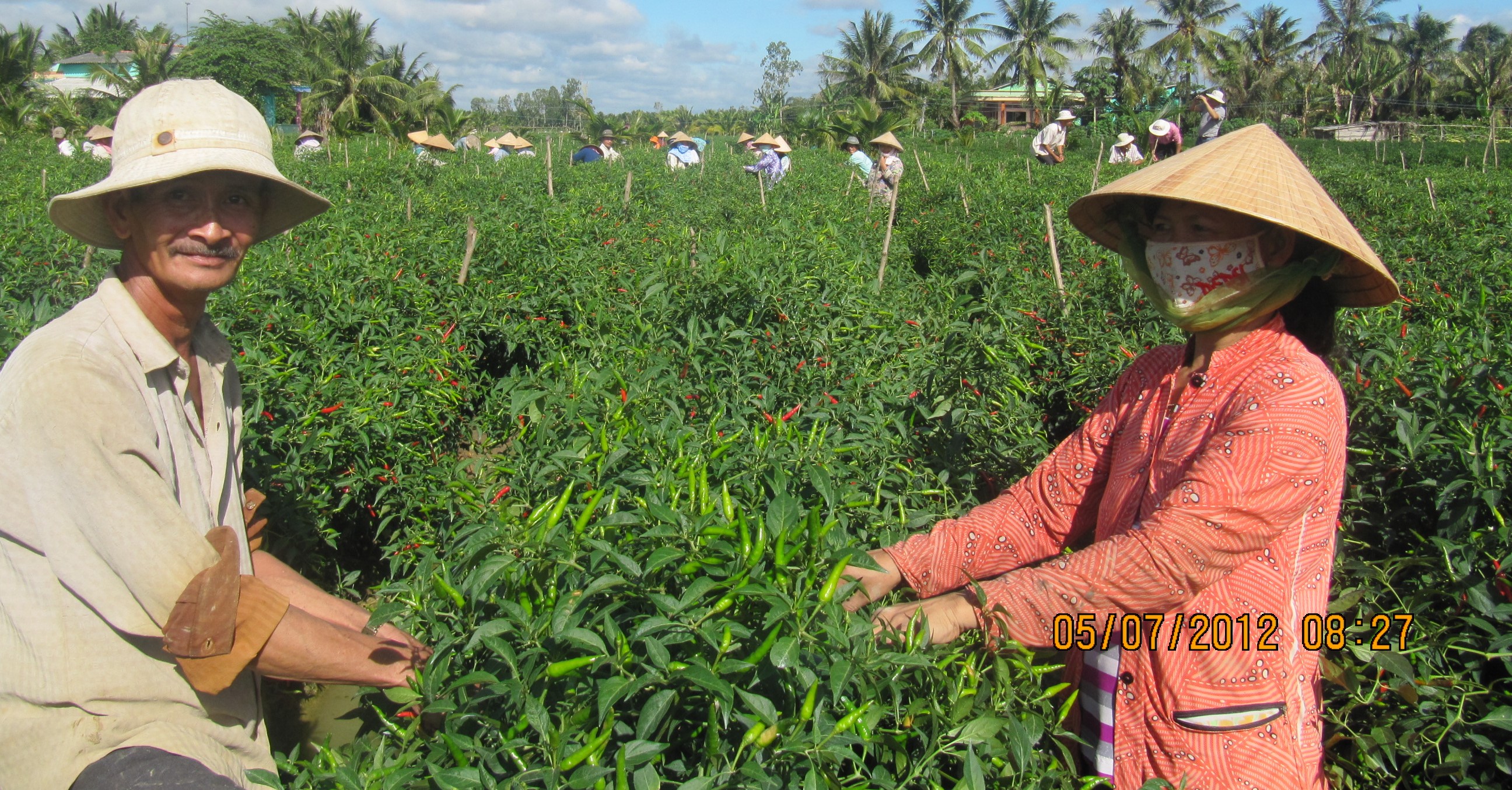 GIỐNG ỚT CHỈ THIÊN LAI - GAGAN F1